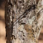 Pleiocarpa pycnantha Bark