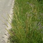 Hordeum bulbosum Fruit