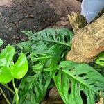 Monstera adansonii Liść