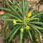 Thevetia neriifolia Hoja