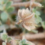 Tribulus pentandrus Fruit