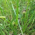 Carex muricata 花