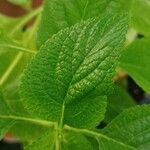 Stachytarpheta mutabilis पत्ता