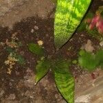 Sansevieria trifasciata Leaf
