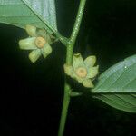 Guatteria ouregou Flower