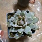 Echeveria colorata Deilen