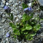 Veronica alpina অভ্যাস