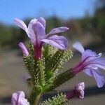 Plumbago europaea 花