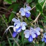 Rotheca myricoides फूल