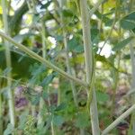 Baptisia tinctoria Кора