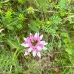 Coronilla variaFlor