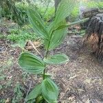 Veratrum californicum Foglia