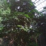 Plectrocarpa arborea List