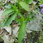 Viola pedatifida Folio