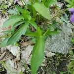 Viola pedatifida Feuille