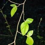 Ostrya carpinifolia Leaf