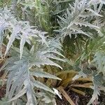 Cynara cardunculus Hábito