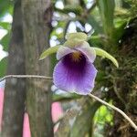 Warczewiczella discolor Flor
