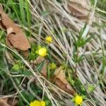 Helianthemum ledifolium Цветок