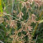 Cyperus longus Flor