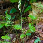 Goodyera tesselata عادت