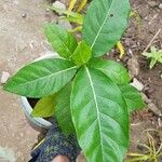 Ficus balete List