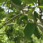 Calodendrum capense Feuille