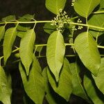 Cedrela odorata Blatt