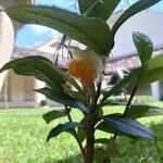 Camellia sinensis Blodyn