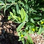 Hypericum frondosum 葉