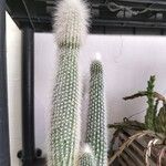 Cleistocactus strausii Blatt