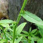 Carduus personata Hoja