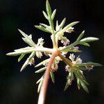 Daucus involucratus Blomst