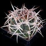 Gymnocalycium castellanosii Folio