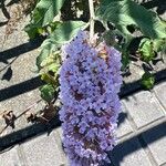 Buddleja japonicaFlower