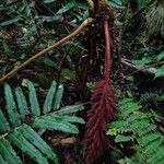 Gunnera talamancana