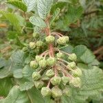 Rubus ellipticus Fruit