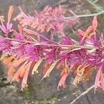 Agastache rupestris Flower