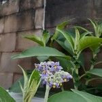 Solanum mauritianum 花