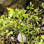 Odontarrhena muralis 花