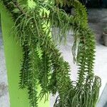 Huperzia phlegmaria Hoja