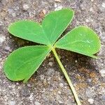 Oxalis dillenii Blatt