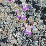 Collinsia heterophylla