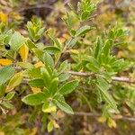 Rubia fruticosa Hoja