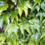 Parthenocissus tricuspidata List