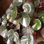 Begonia erythrophylla Yaprak