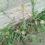 Polypogon viridis Blüte