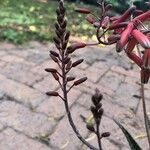 Aloe rauhii Květ
