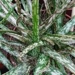 Aloe greenii 整株植物