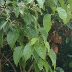 Fridericia chica Hoja